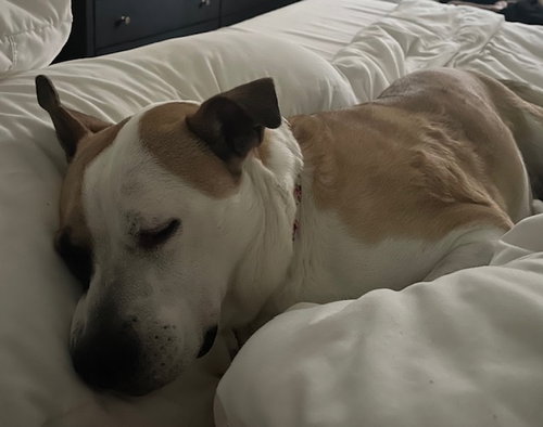 Photo 3 of Daisy