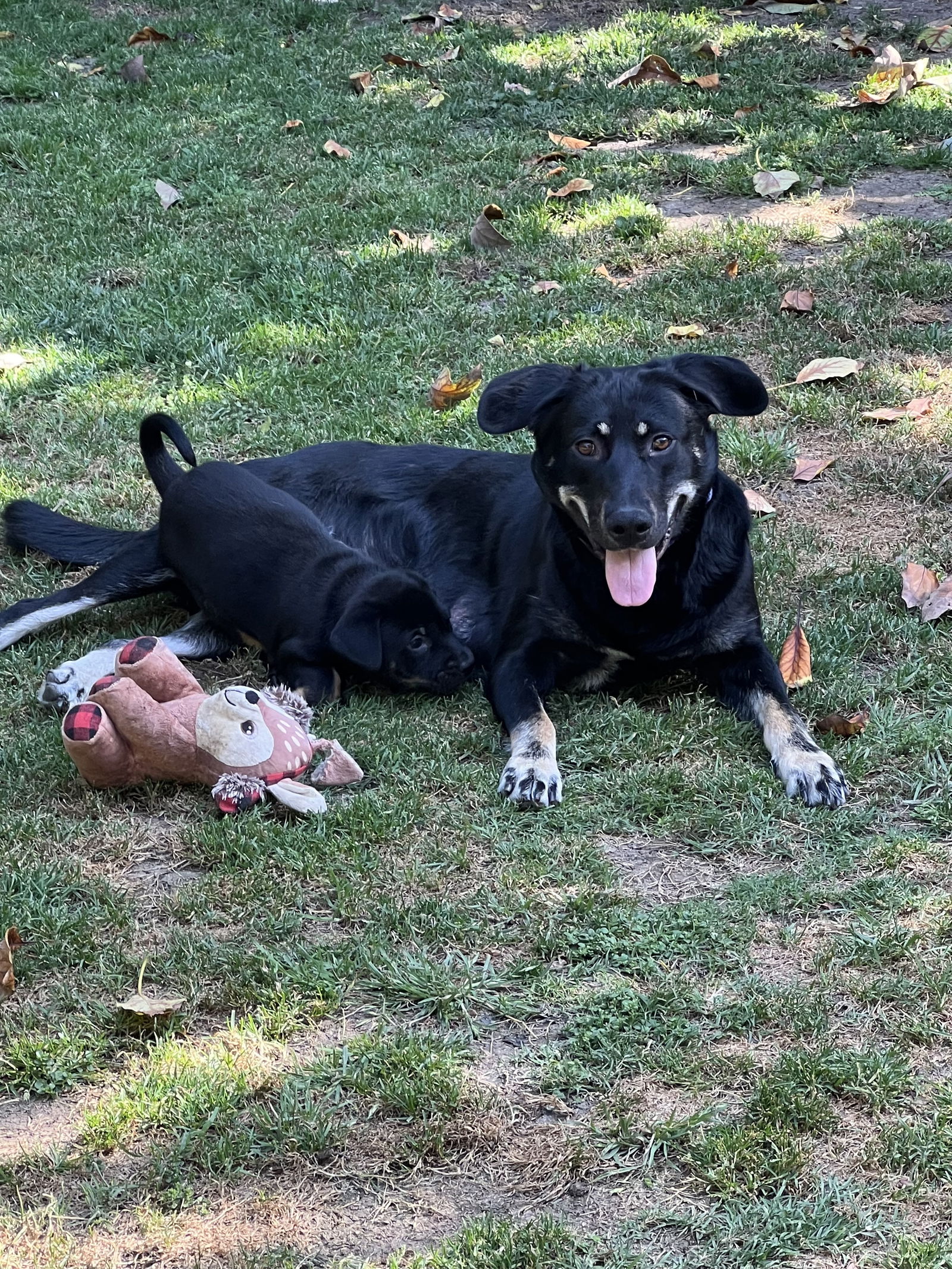 adoptable Dog in Dana Point, CA named Lexi