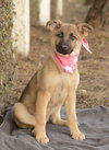 Cheyenne - Photo 3