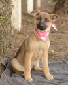 Cheyenne - Photo 4