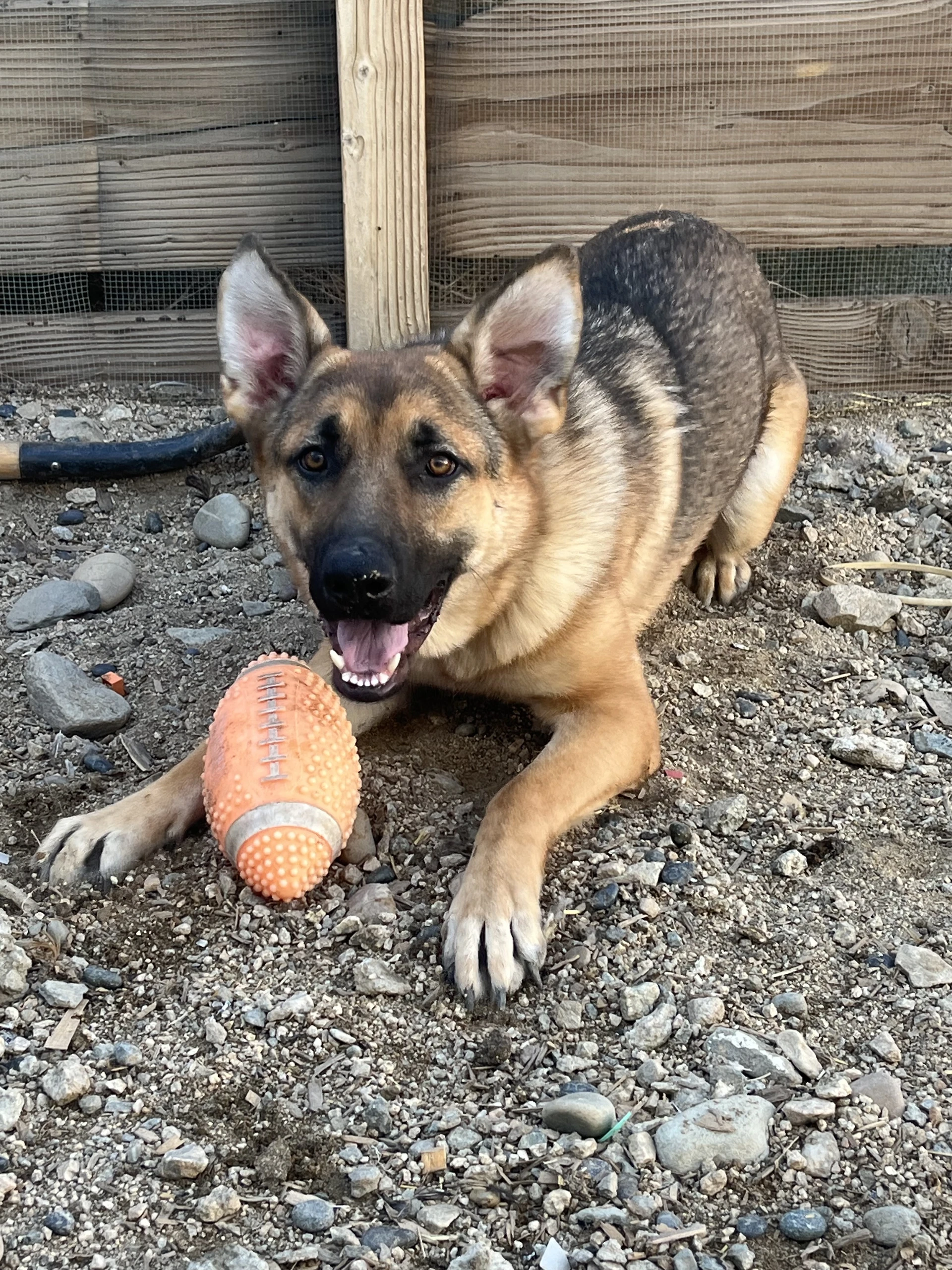 Cheyenne