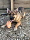 adoptable Dog in  named Cheyenne