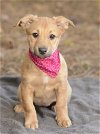 adoptable Dog in  named Montana