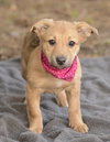 Harlie - Photo 5