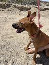 Harlie - Photo 2