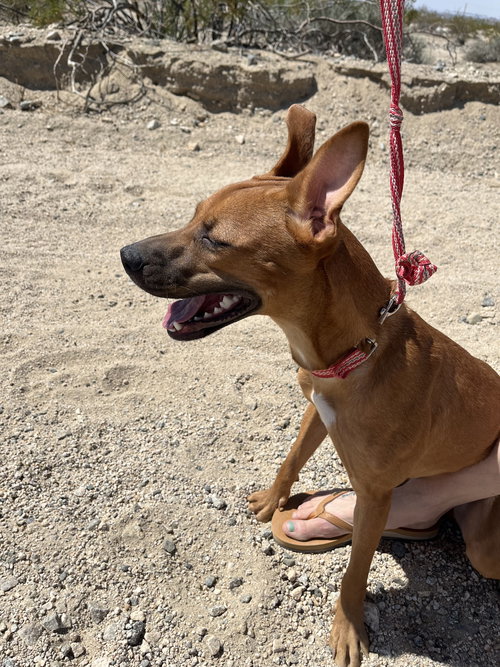 HARLIE - Labrador Retriever / Shepherd available for adoption