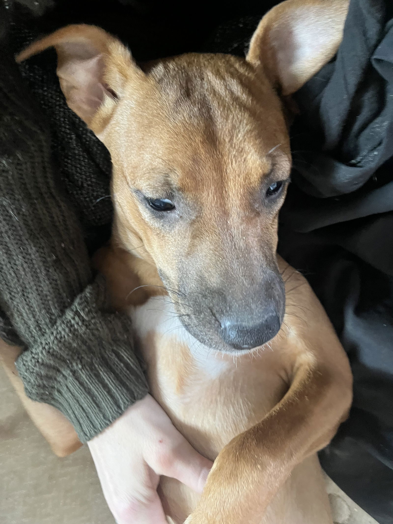 adoptable Dog in Dana Point, CA named Harlie
