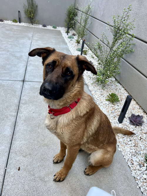 ROXIE - Belgian Shepherd Malinois / German Shepherd Dog available for adoption