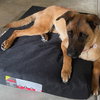 Roxie - Photo 2