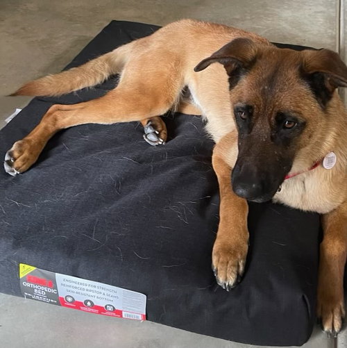 ROXIE - Belgian Shepherd Malinois / German Shepherd Dog available for adoption