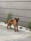 Roxie - Photo 3