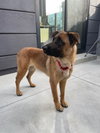 Roxie - Photo 4