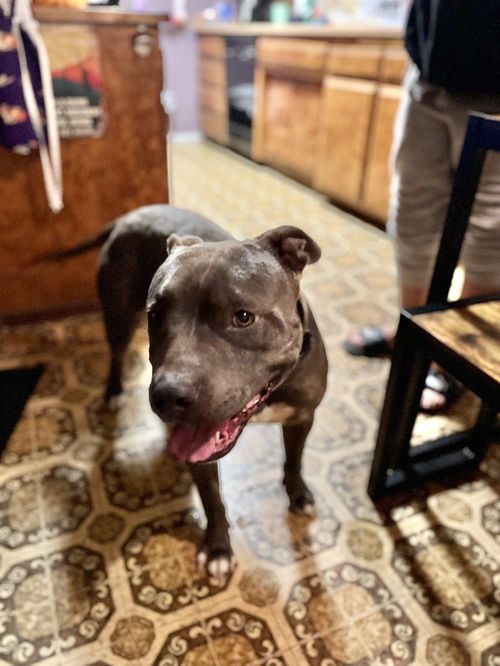 picture of the dog needing adoption