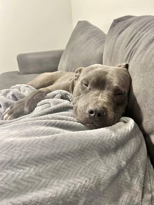 LUCKY - American Pit Bull Terrier available for adoption