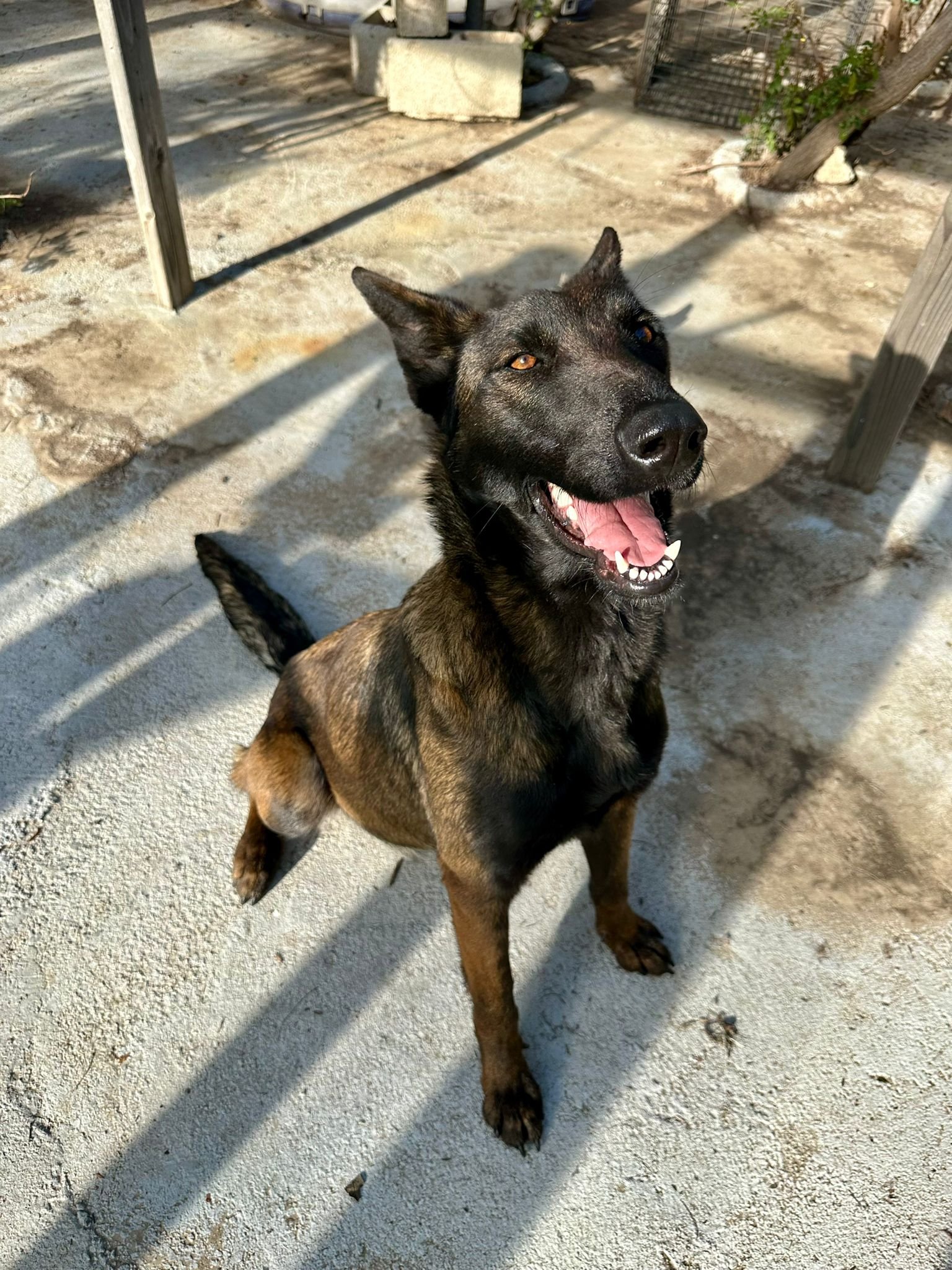 adoptable Dog in Dana Point, CA named Luna Girl
