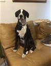 adoptable Dog in dana point, CA named Bella