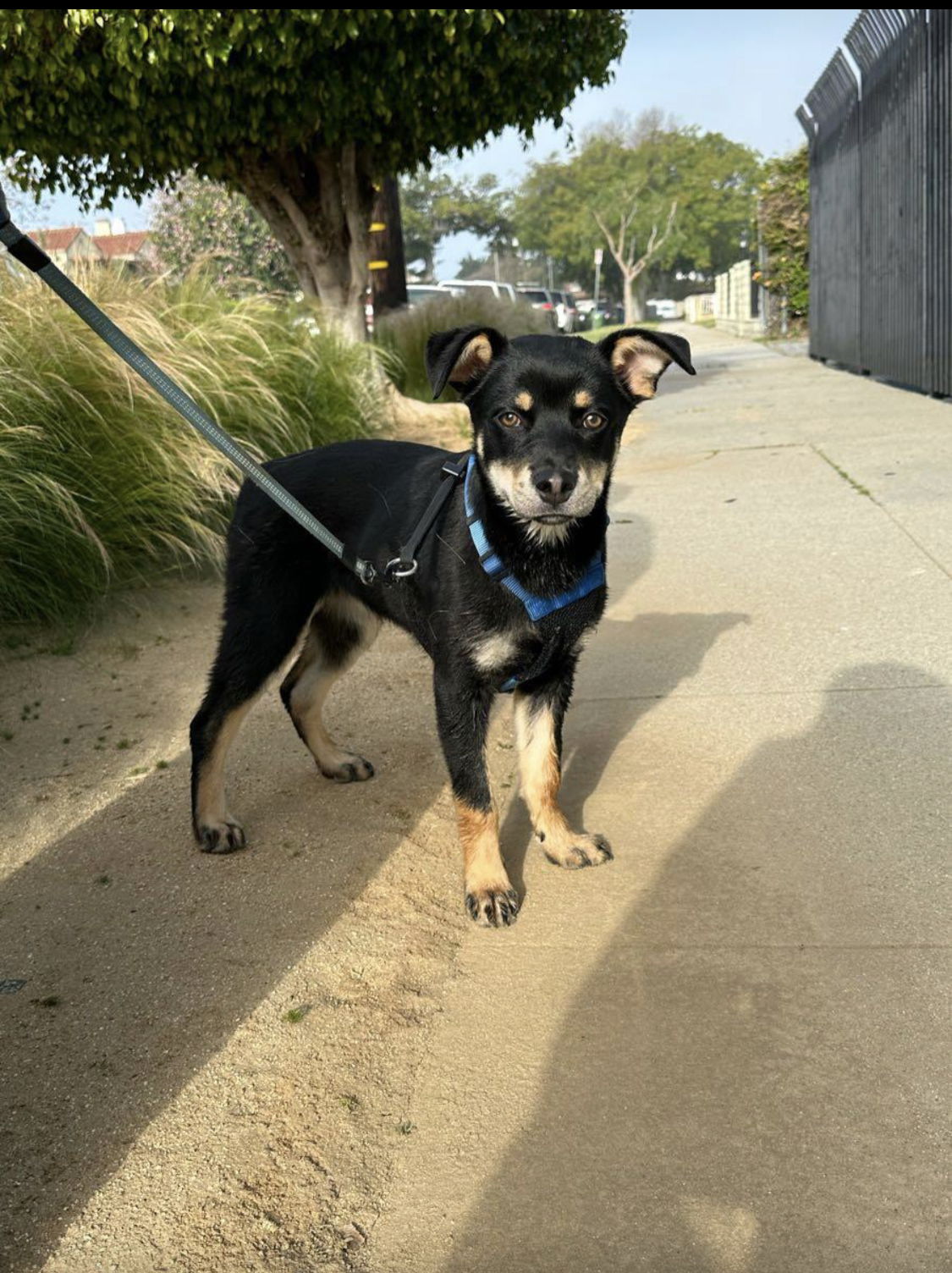 adoptable Dog in Dana Point, CA named Lucy