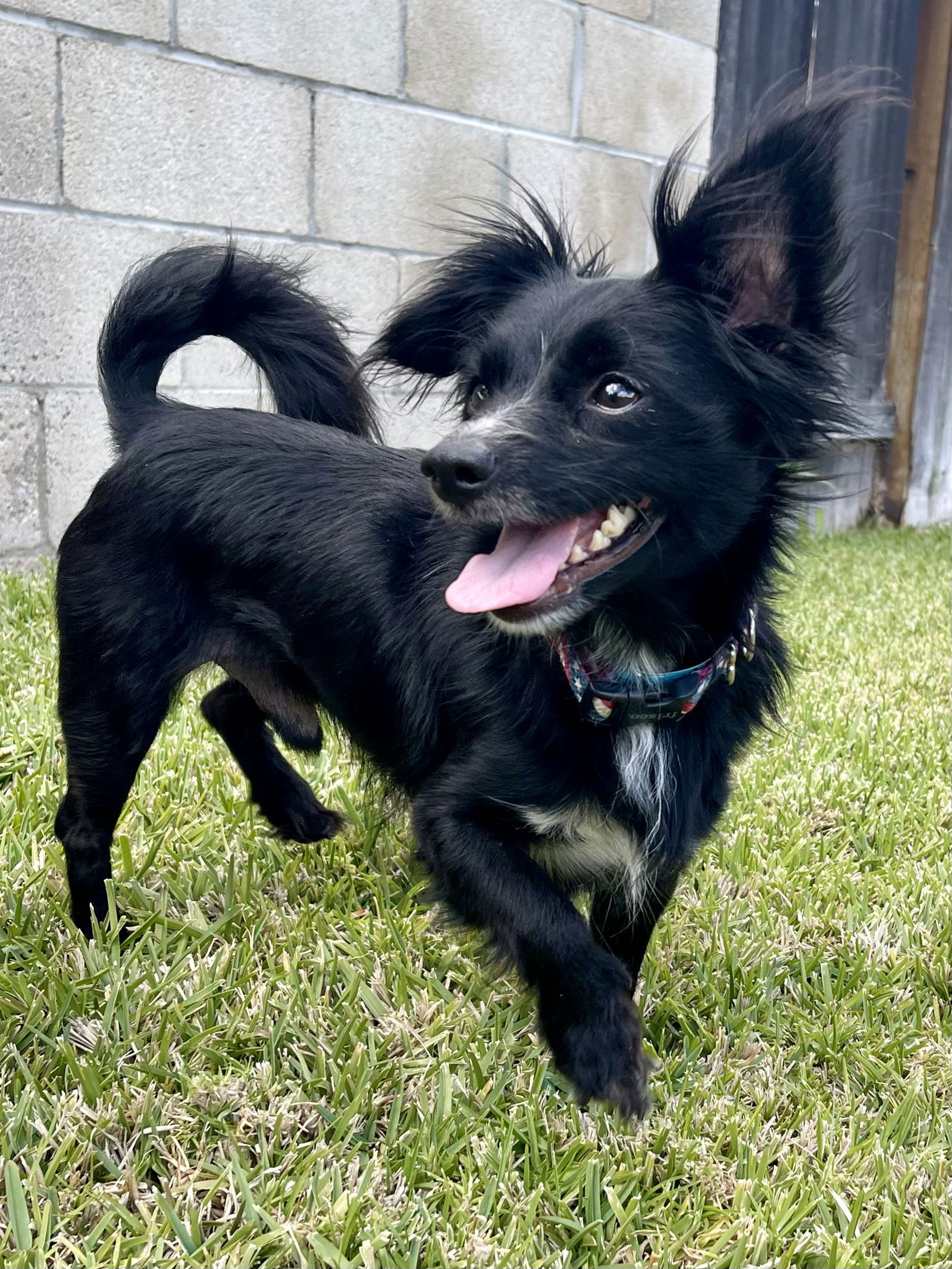 adoptable Dog in Dana Point, CA named River