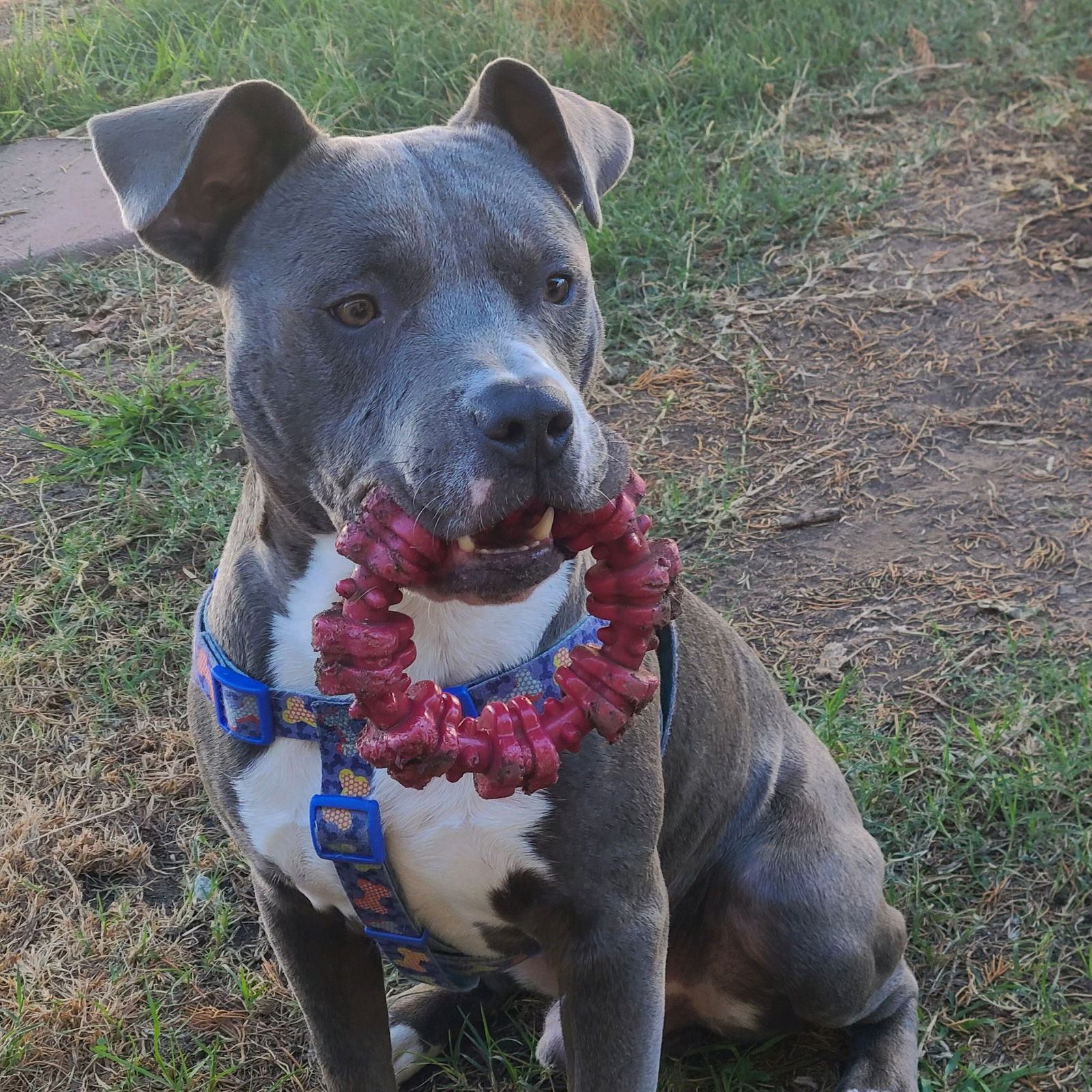 adoptable Dog in Dana Point, CA named Luke