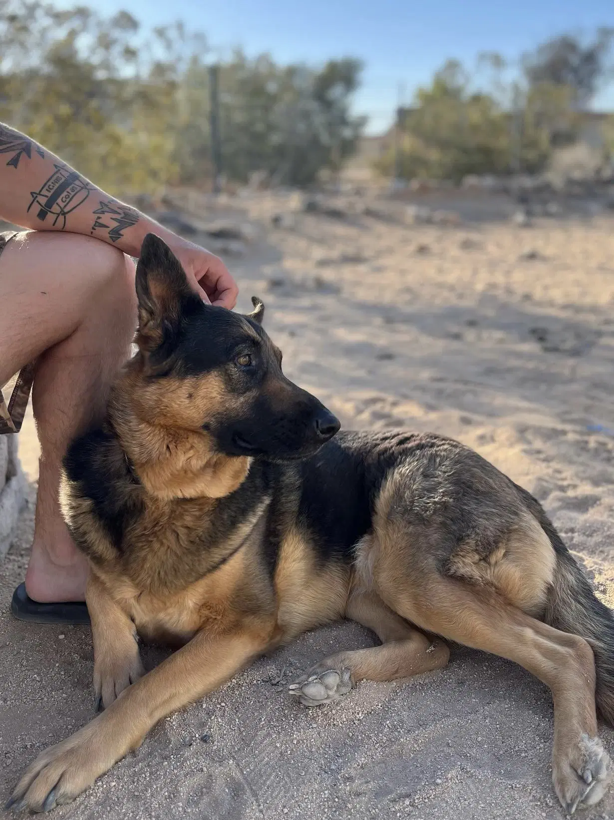 Daphne - German Shepherd Dog