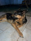 Daphne - Photo 3