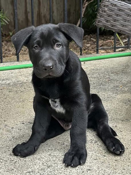 adoptable Dog in Dana Point, CA named Sarge