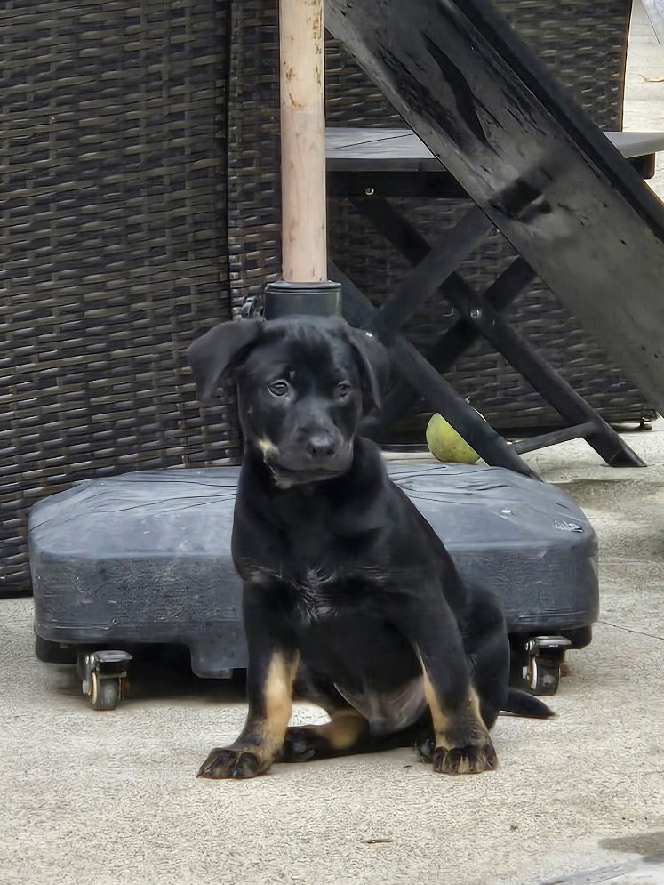 adoptable Dog in Dana Point, CA named Chief