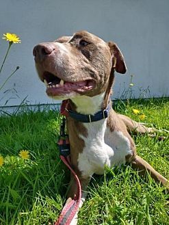 picture of the dog needing adoption