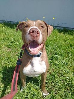OBI - Rottweiler / American Staffordshire Terrier available for adoption