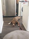 Obi - Photo 3