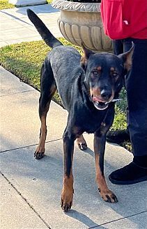 NOBEL - Shepherd / Australian Kelpie available for adoption