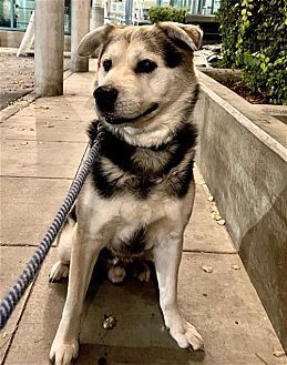 adoptable Dog in Dana Point, CA named Rocky