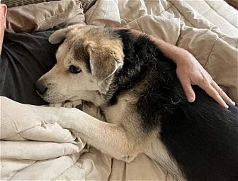 ROCKY - Jindo (Korean) available for adoption