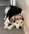 Rocky - Photo 4