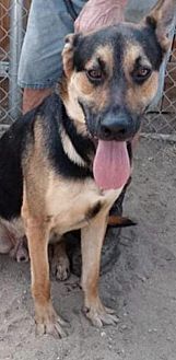 ZEKE - German Shepherd Dog available for adoption