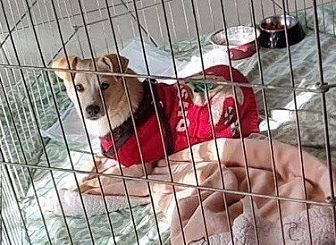 DUG - Canaan Dog / Terrier available for adoption