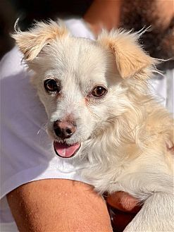 adoptable Dog in Dana Point, CA named Frosty