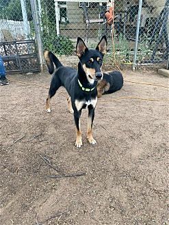 adoptable Dog in Dana Point, CA named Kevan