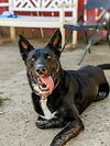 Luna - Photo 2