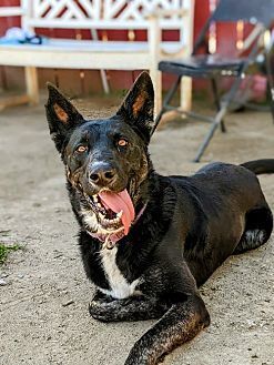 LUNA - Shepherd available for adoption