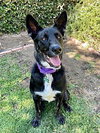 Luna - Photo 3