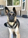 Harley - Photo 3