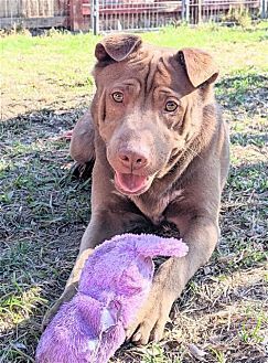 adoptable Dog in Dana Point, CA named Archie