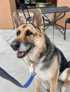 adoptable Dog in Dana Point, CA named Scout