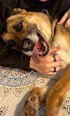Scout - Photo 2