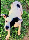 Wiggles - Photo 2