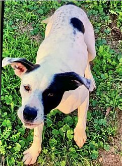 WIGGLES - Border Collie / American Pit Bull Terrier available for adoption