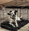 Wiggles - Photo 3