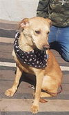 adoptable Dog in Dana Point, CA named Cadence