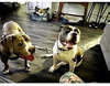 Cowboy and Duke - Photo 2